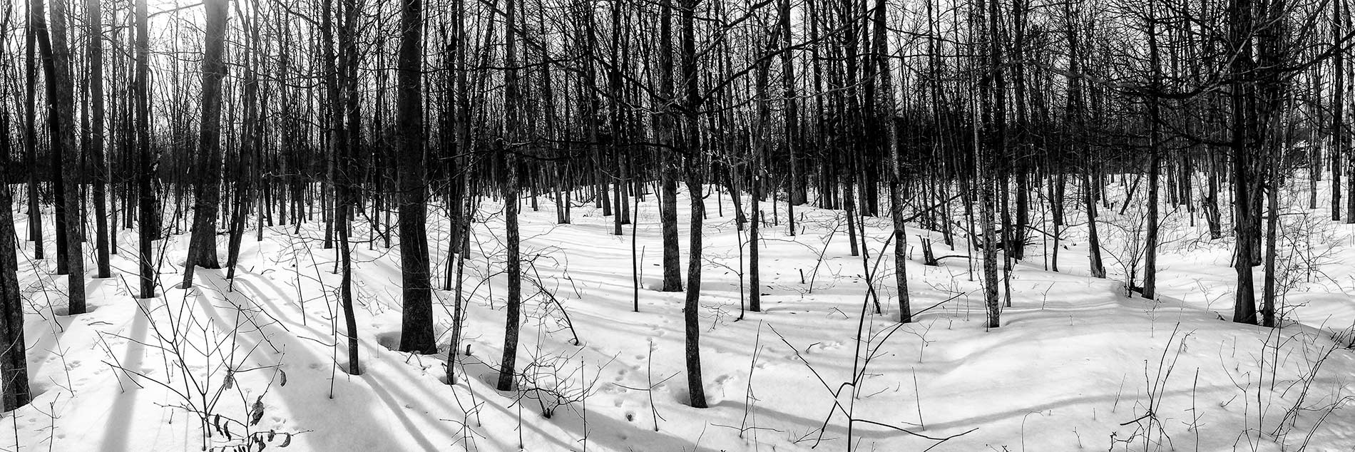 Panorama snow forest b&w