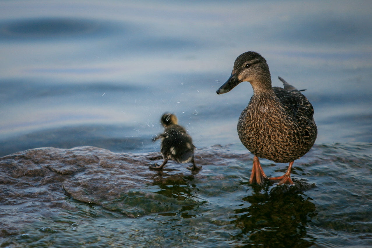 Mother duck watching baby shaking off water