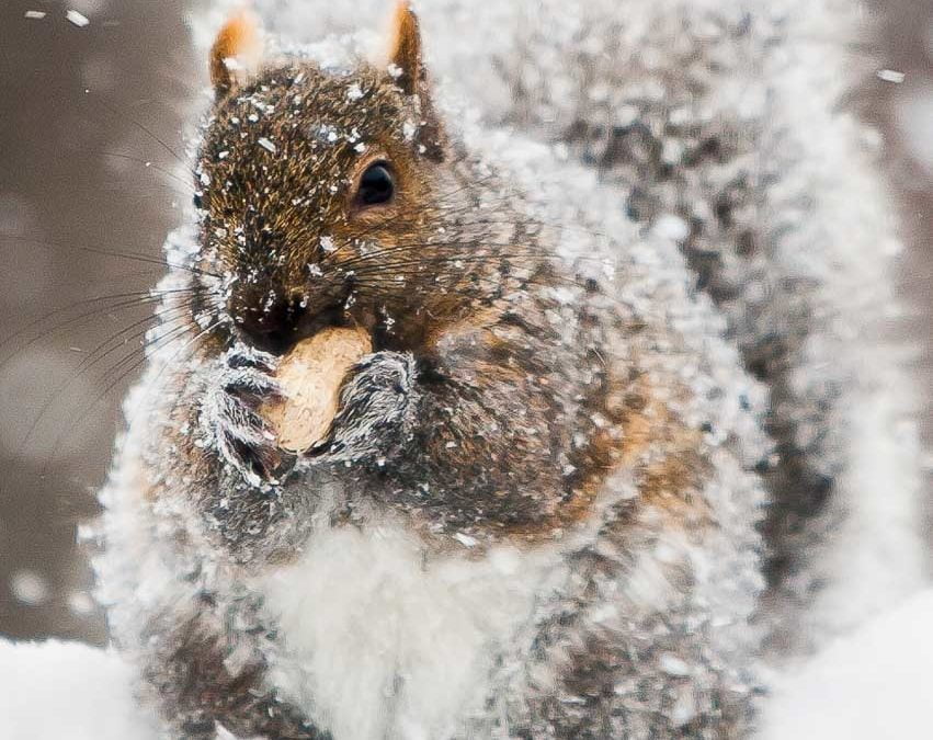 Frozen Nut