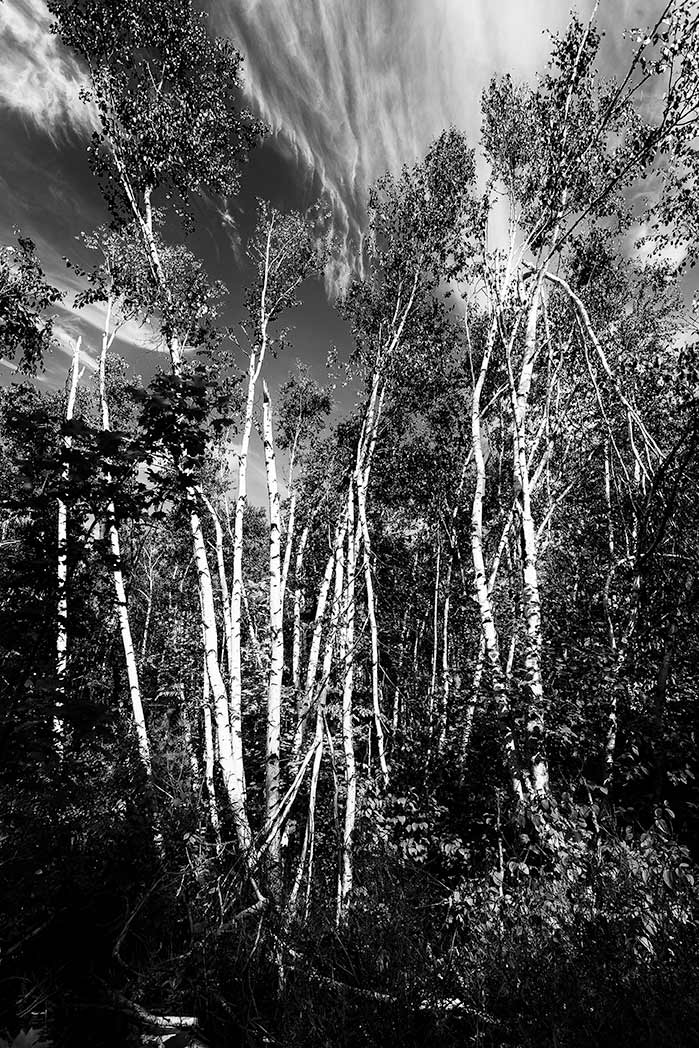 Trees growing together b&w