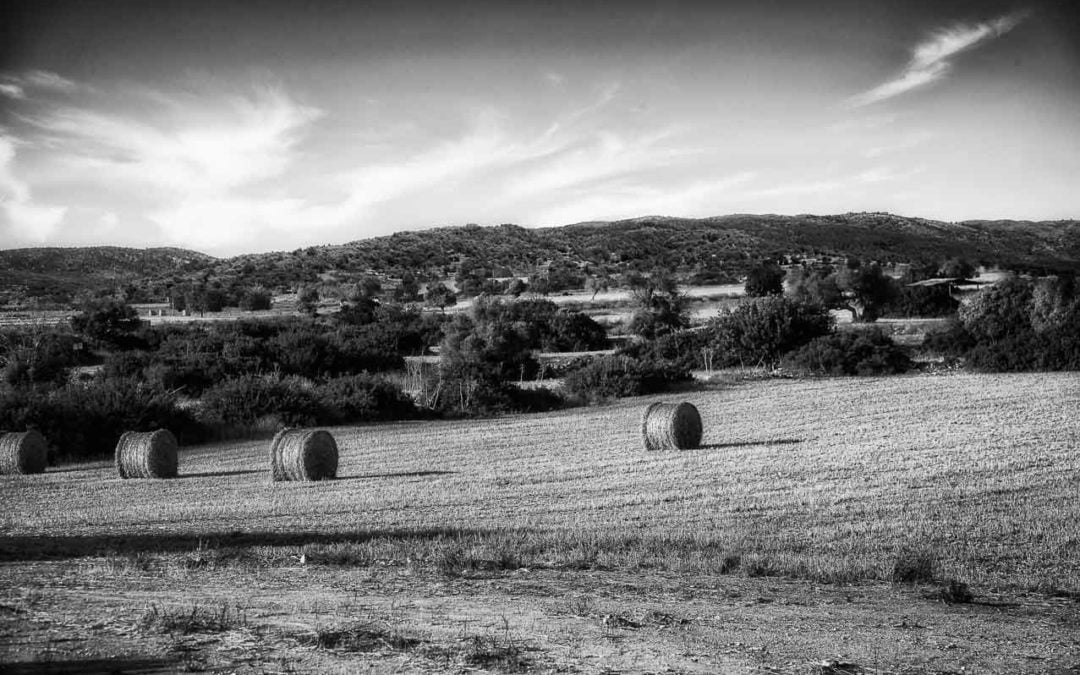 Crop field