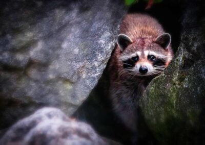 Racoon